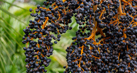 Açaí Berry Extract